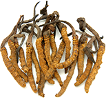 Cordyceps čínský